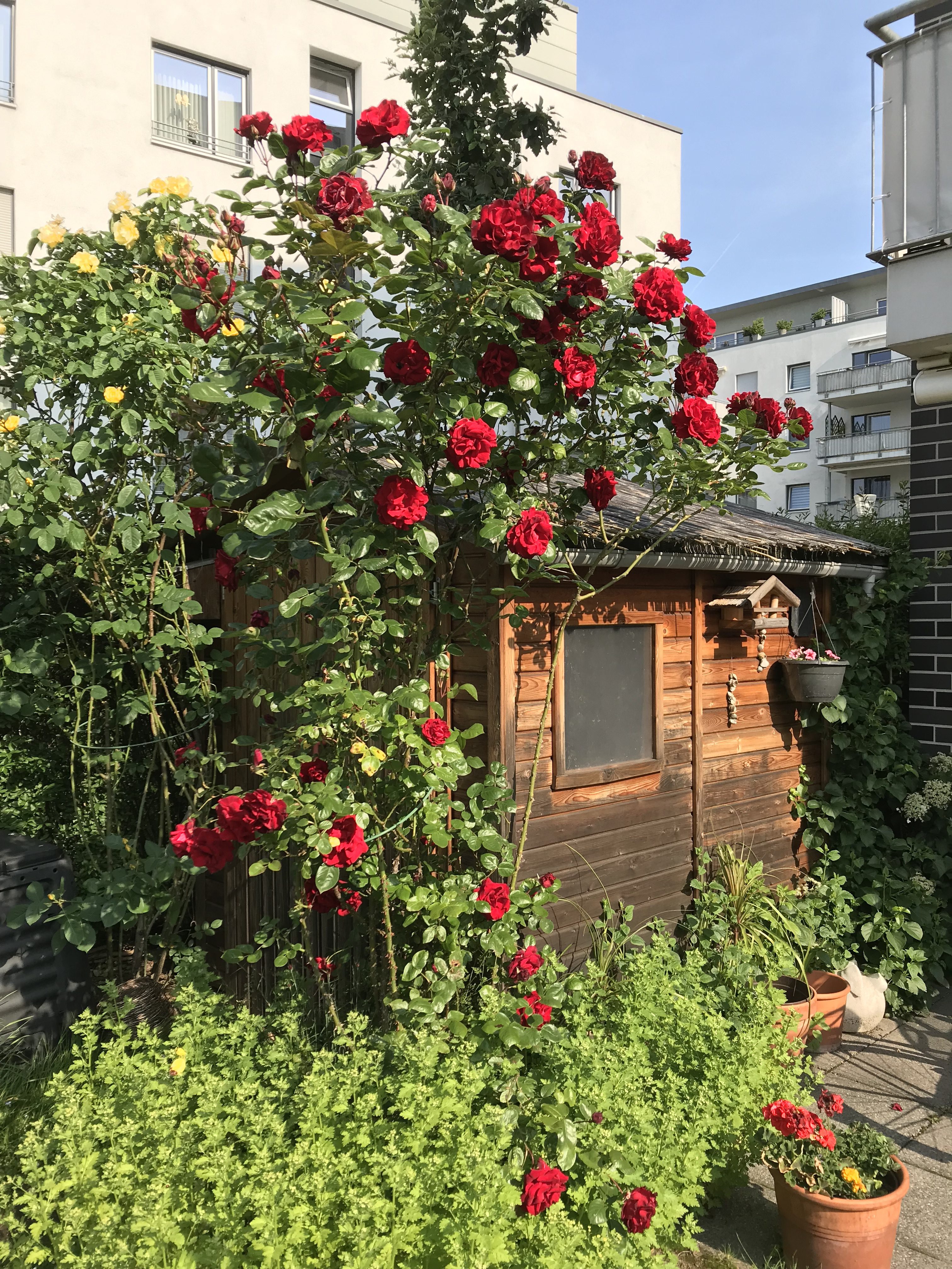 Ein mit roten und gelben Rosen überwuchertes Gartenhäuschen zwischen hohen modernen Mehrfamilienhäusern.